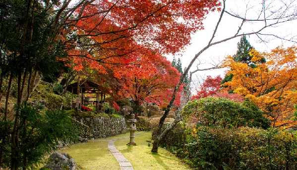 京都 観光 おすすめ 11月