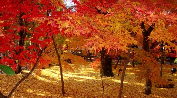 京都　観光　おすすめ　11月