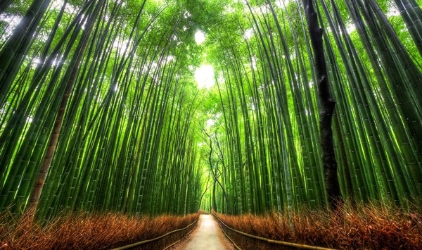 京都 嵐山 おすすめ 観光 コース