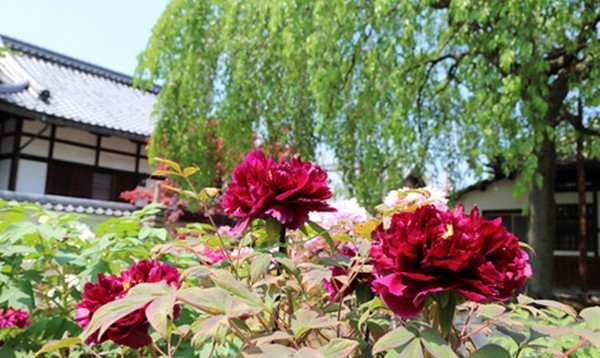 京都 観光 おすすめ 5月 花